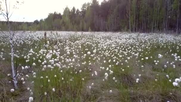 Geweldige Luchtfoto Kleine Witte Pluizige Planten Brede Glade Onder Diep — Stockvideo