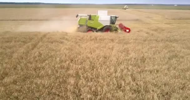 Colheitadeira vista aérea reúne colheita madura na estação de cultivo — Vídeo de Stock