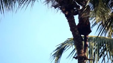 Yerel adam hindistancevizi ürün toplama palmiye ağacı yaprakları aşağı keser