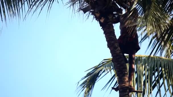 Local guy cuts down palm tree leaves for harvesting coconuts — Stock Video