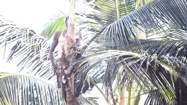 Dappere werknemer snijdt groene palm tree gebladerte met grote mes — Stockvideo