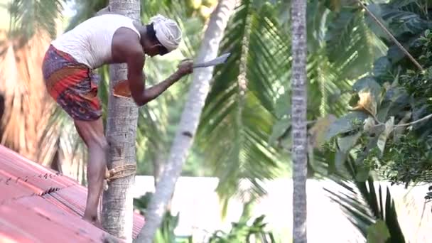 Ruch z pnia cięcia robotnik z maczeta do palm top — Wideo stockowe