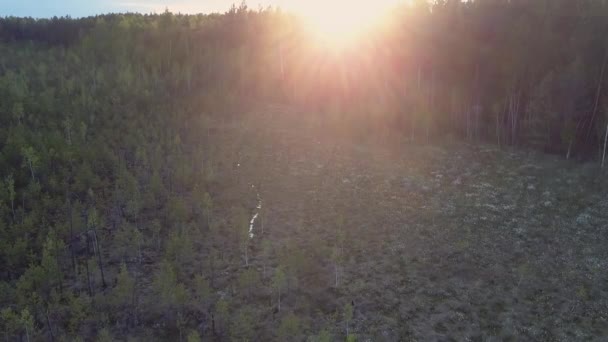 Disco luminoso sole sopra cime degli alberi e radura foresta scura — Video Stock