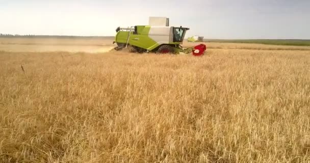 Luchtfoto combineren beweegt langs veld en bezuinigingen rijpe gewas — Stockvideo