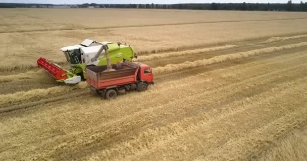 Vista panoramica processo di carico del frumento nel camion su terreni agricoli — Video Stock