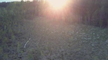 beyaz çiçek çayır Eski çamlar arasında yukarıda hava hareket