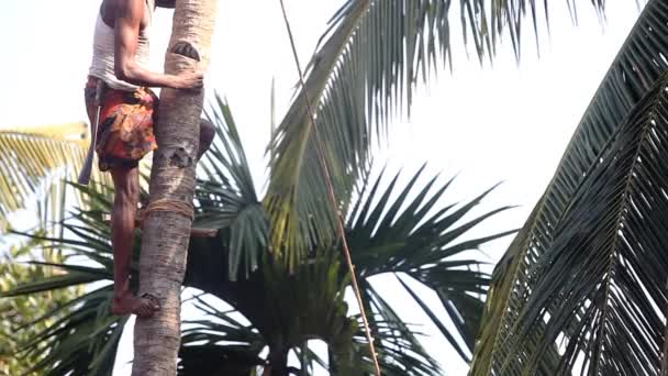 Worker stands on support cuts palm tree top with machete — Stock Video