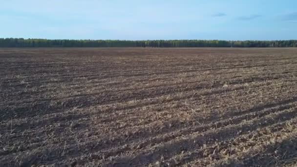 Harvested and plowed field lies fallow against forest — Stock Video