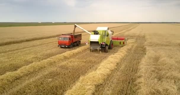 Vista aerea combinare i carichi della macchina grano nel rimorchio auto — Video Stock