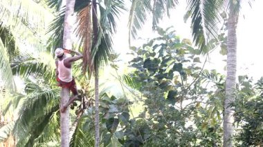 Destek yetenekli adam palmiye ağacı keser ve gövde atar