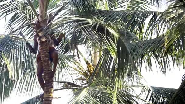 Lokale man snijdt palmbladeren met machete staande op stam — Stockvideo