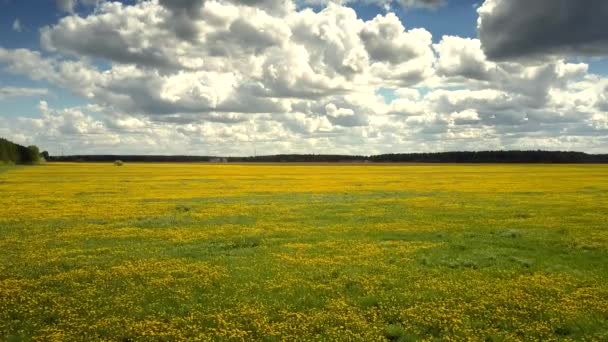 Luftbewegung über der Löwenzahnwiese unter Sommerhimmel — Stockvideo