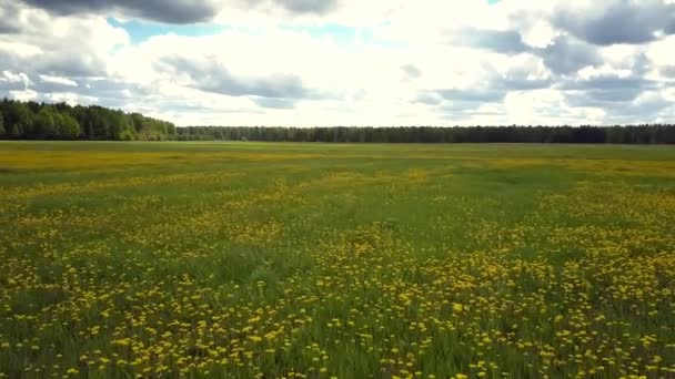 Panorama aéreo prado de verano con dientes de león amarillo brillante — Vídeos de Stock