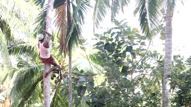 Hombre Hábil Trasero Sienta Apoyo Especial Palo Palmera Corta Tronco — Vídeos de Stock