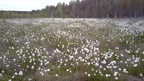 Hermosas flores blancas en el prado contra la madera de abedul — Vídeo de stock