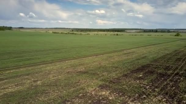 Letecká obrovské zelené pšenice pole poblíž lesa pod zamračenou oblohou — Stock video