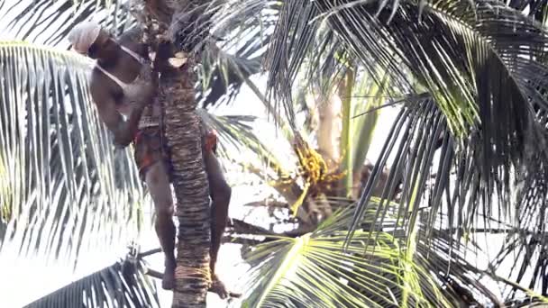 Worker in Indian turban cuts palm tree foliage with knife — Stock Video