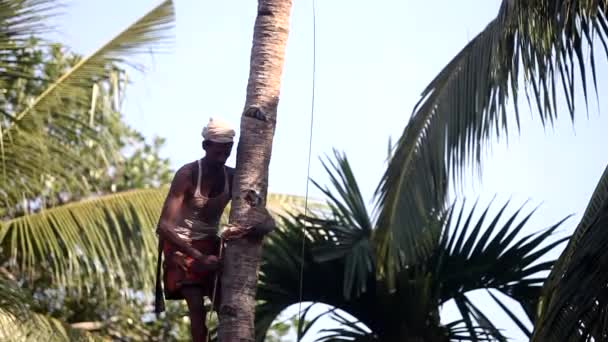 Trabalhador indiano com bigode corrige suporte pau na palmeira — Vídeo de Stock