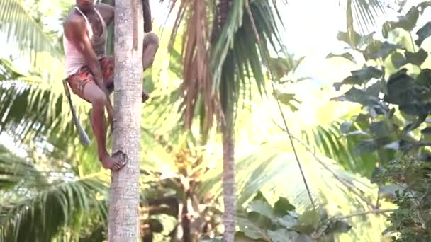 Indian man climbs down clasping tree trunk like monkey — Stock Video