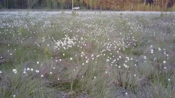 Hermosas flores blancas en el claro del bosque por carretera con coche — Vídeo de stock