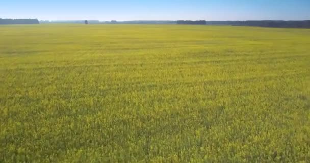 Drone voo rápido sobre campo de estupro amarelo sob o céu azul — Vídeo de Stock