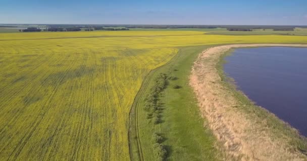 vol d'oeil d'oiseau le long de la rive du lac avec des buissons par champ de viol 