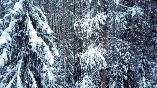 Árboles de coníferas que llenan el parque salvaje cubierto de nieve — Vídeos de Stock