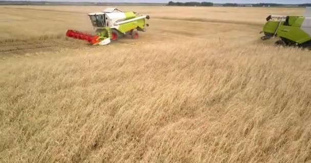 Fliegenkamera zeigt Mähdrescher bei der Weizenernte gegen weit entferntes Auto — Stockvideo