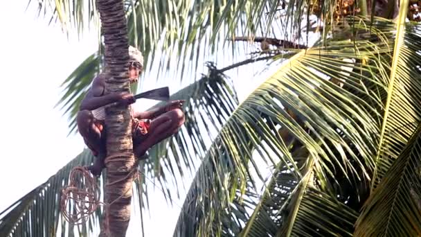 Indian man z liny poprawki kotlety palmowego pnia drzewa nad ziemią — Wideo stockowe