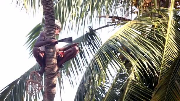 Índio homem com corda corrige costeletas palmeira tronco sobre terra — Vídeo de Stock