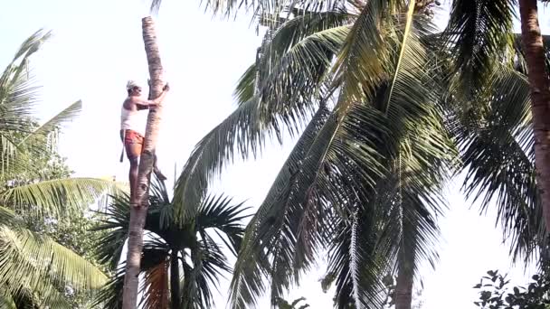 Trabajador se para en palo de apoyo lazos tronco de palma con cuerda — Vídeos de Stock