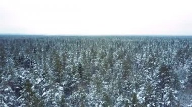 iğne yapraklı ağaçların altında açık gökyüzü dolu orman