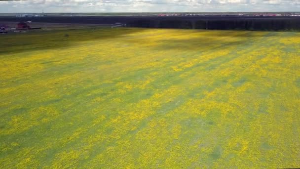 Воздушный большой желтый одуванчик луг против живописного неба — стоковое видео