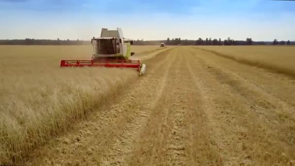 Kombinovat shromažďuje bohaté zlaté žito sklizeň v široké oblasti — Stock video