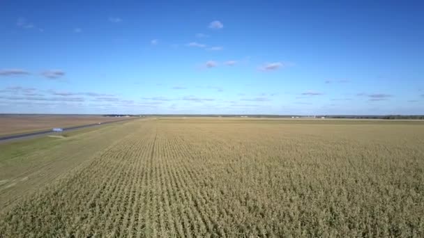 Vuelo sobre vastos campos de maíz cerca de la carretera bajo el cielo azul — Vídeos de Stock