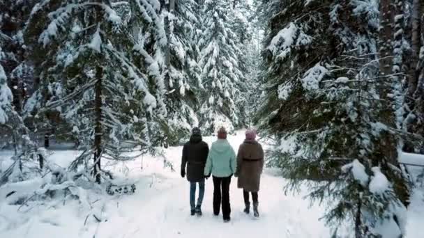 People spend leisure time walking past pine trees — Stock Video