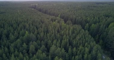 ışık gökyüzü karşı modern karayolu tarafından geçti muhteşem panoramik manzarası büyük eski derin çam ormanı