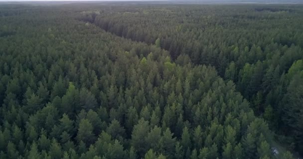 Fantastis Panorama Pandangan Hutan Pinus Tua Besar Menyeberang Oleh Jalan — Stok Video