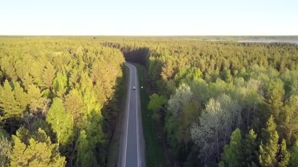 Luchtfoto wegnaar autorijden onder dennenbos — Stockvideo