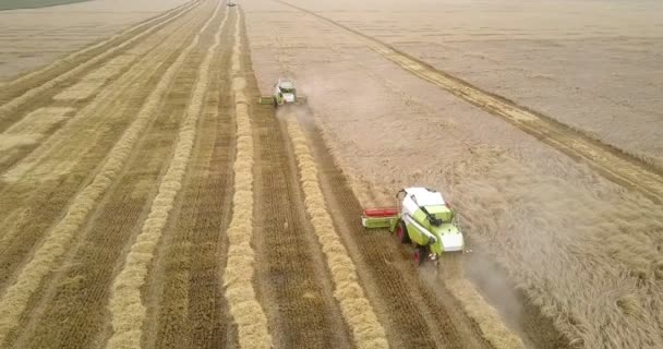 Upper view harvesters cut ripe wheat with red rolls — Stock Video
