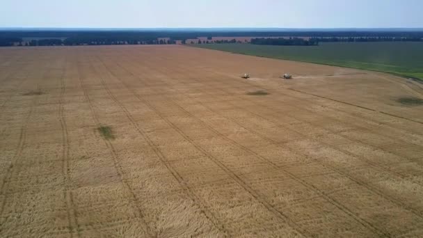 Panorama aérien champ jaune large avec moissonneuses batteuses — Video