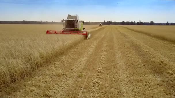 ハーベスタは、青空の下のフィールドに重いライ麦作物を収集します。 — ストック動画