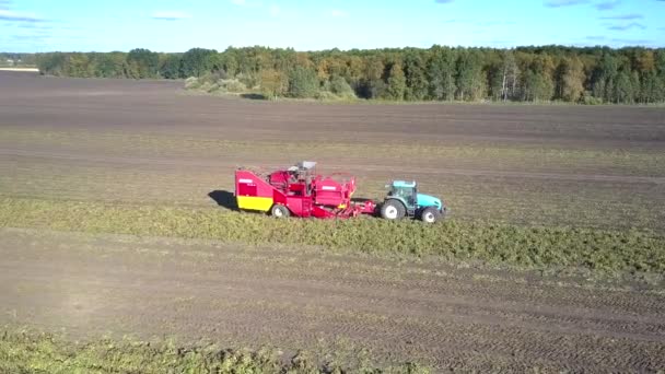 Schlepper zieht Mähdrescher auf ungeschnittenem Kartoffelacker-Streifen — Stockvideo