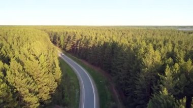 FlyCAM büyük çam ormanları arasında beyaz araba takip eder.