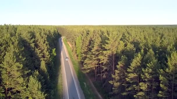 Horní pohled staré borovice křižuje silnici a bílé auto — Stock video