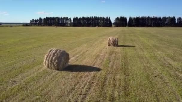 Balles de paille dorée emballées aériennes sur le champ contre les arbres — Video