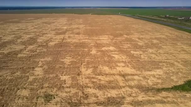 Vogelperspektive über ein riesiges goldenes Weizenfeld unter blauem Himmel — Stockvideo