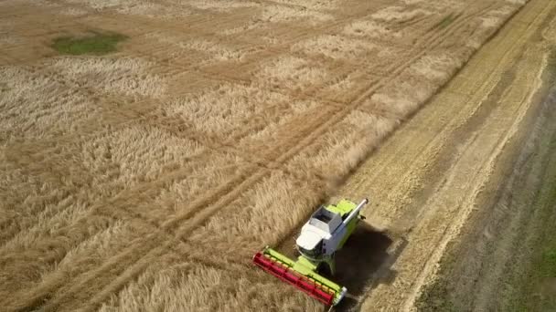 Se combinan con trabajos de segador rojo en el campo de trigo por carretera — Vídeo de stock