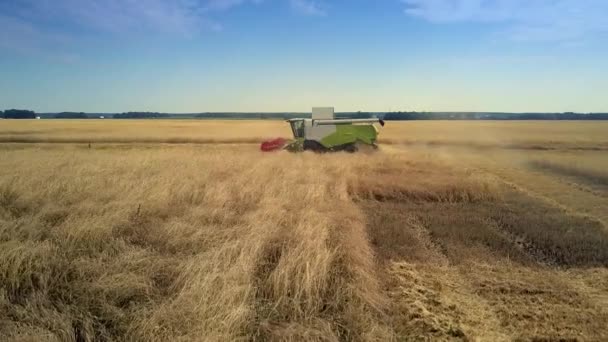 Vue aérienne latérale moissonneuse récolte de blé mûr dans le champ — Video
