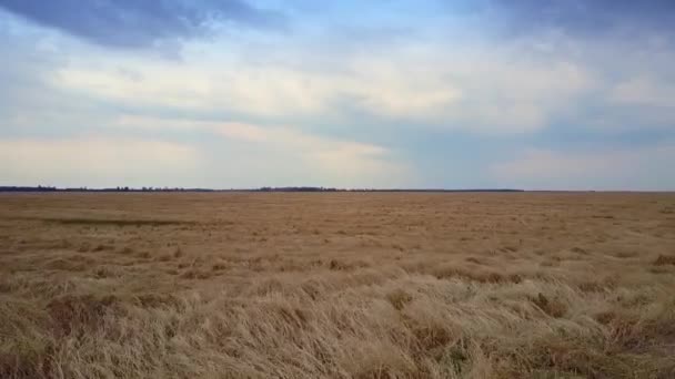 Fantastische Nahbewegung Über Schweren Weizenähren Auf Grenzenlosem Goldenem Feld Vor — Stockvideo